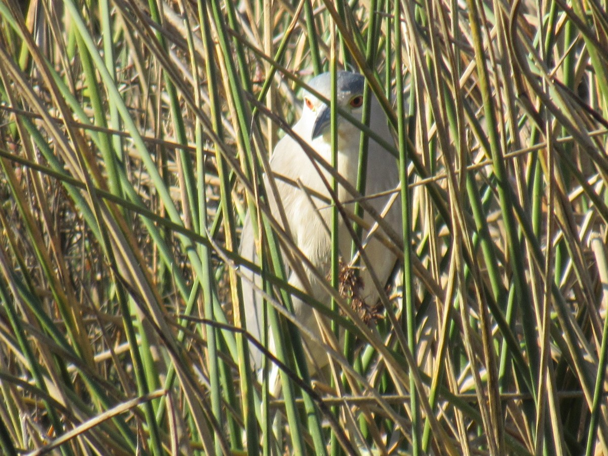Black-crowned Night Heron - ML647322953