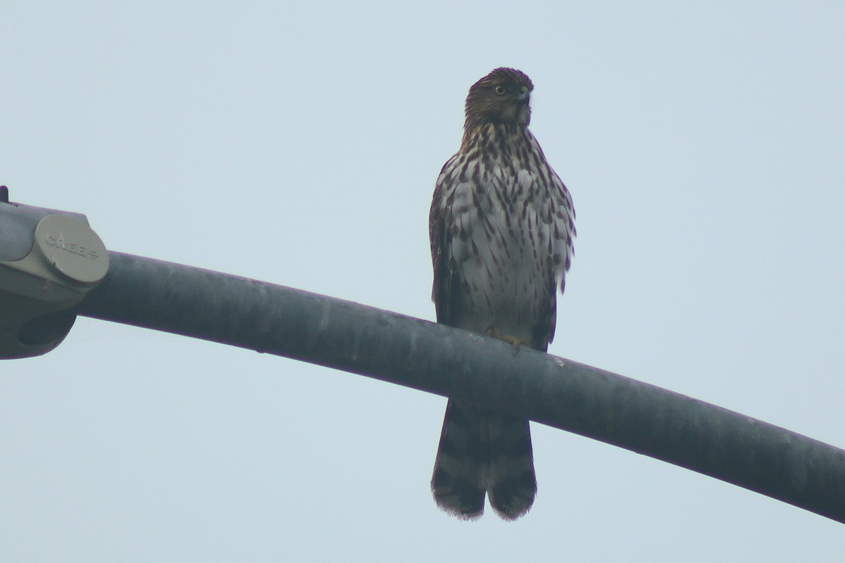 Cooper's Hawk - ML647322955