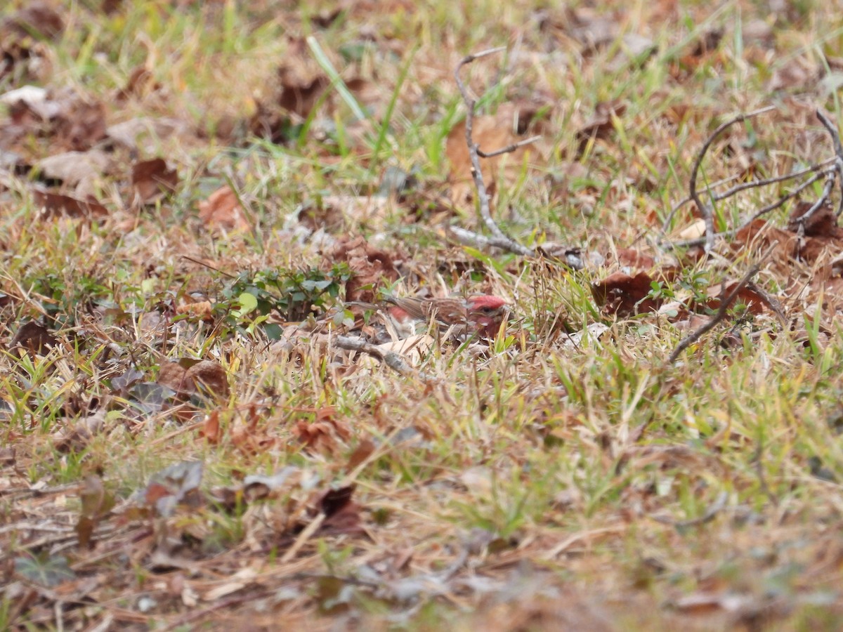 Purple Finch - ML647322956