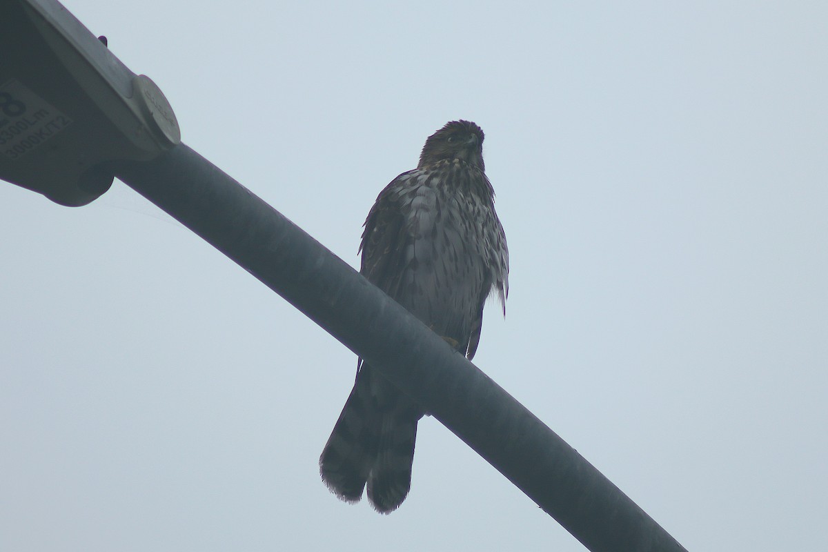 Cooper's Hawk - ML647322957
