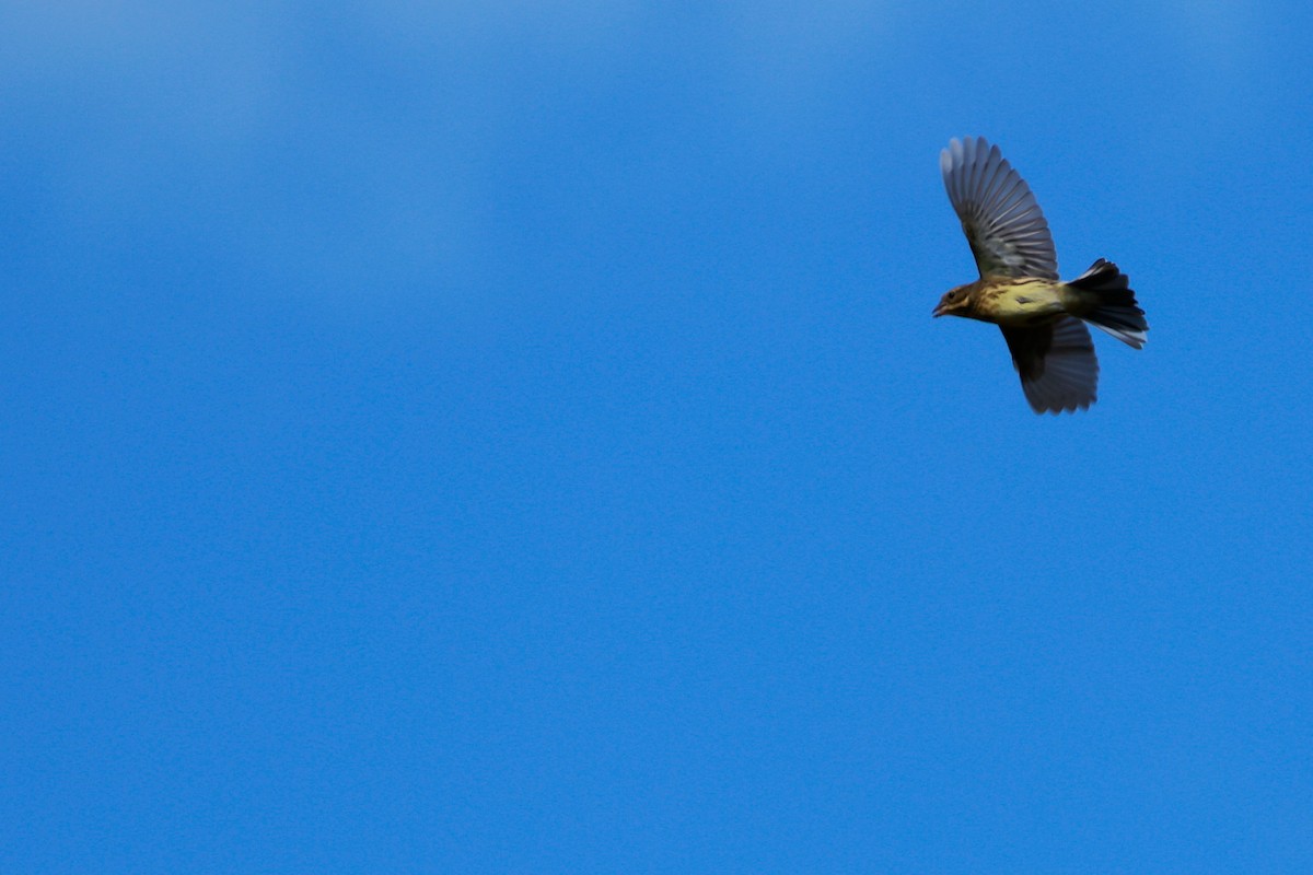 Masked Bunting - ML647322959