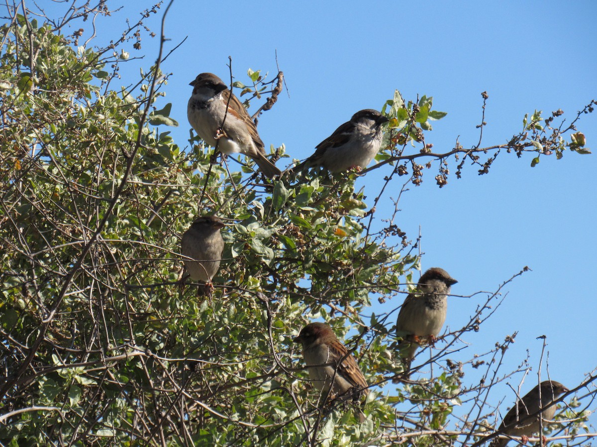 House Sparrow - ML647322960
