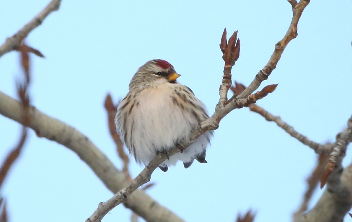 Redpoll - ML647322974