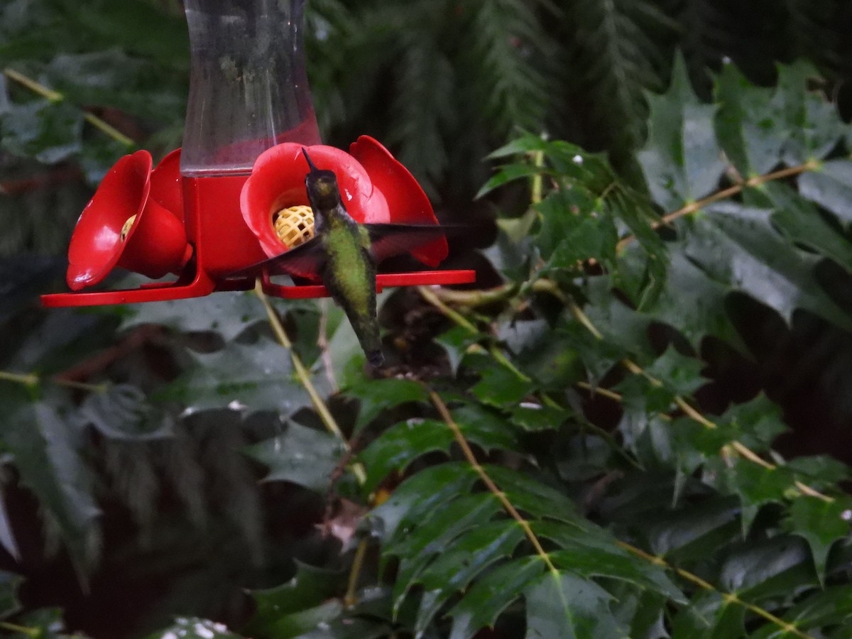 Anna's Hummingbird - ML647322975