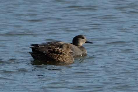 Gadwall - ML647322976
