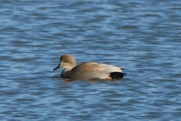Gadwall - ML647322977