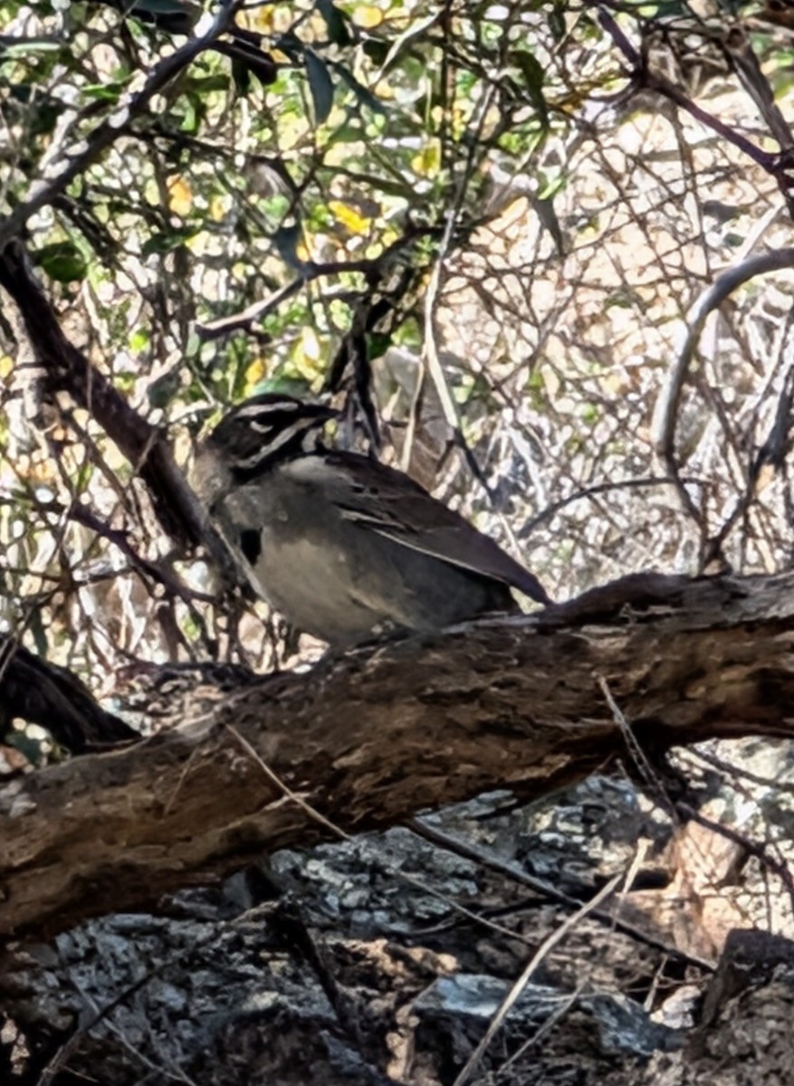 ムナフスズメモドキ - ML647322981