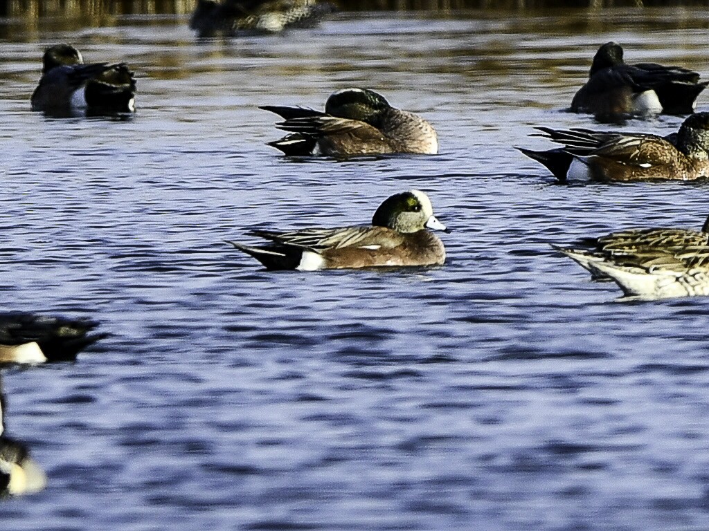 アメリカヒドリ - ML647322982