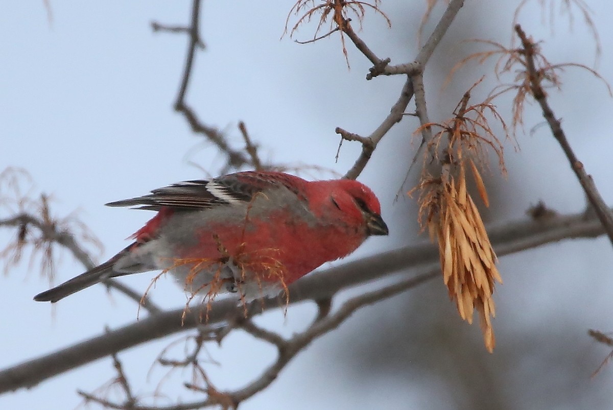 Pinu-gailupa - ML647322993