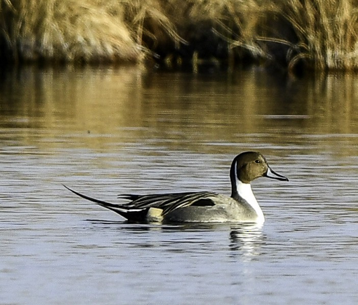 オナガガモ - ML647322995