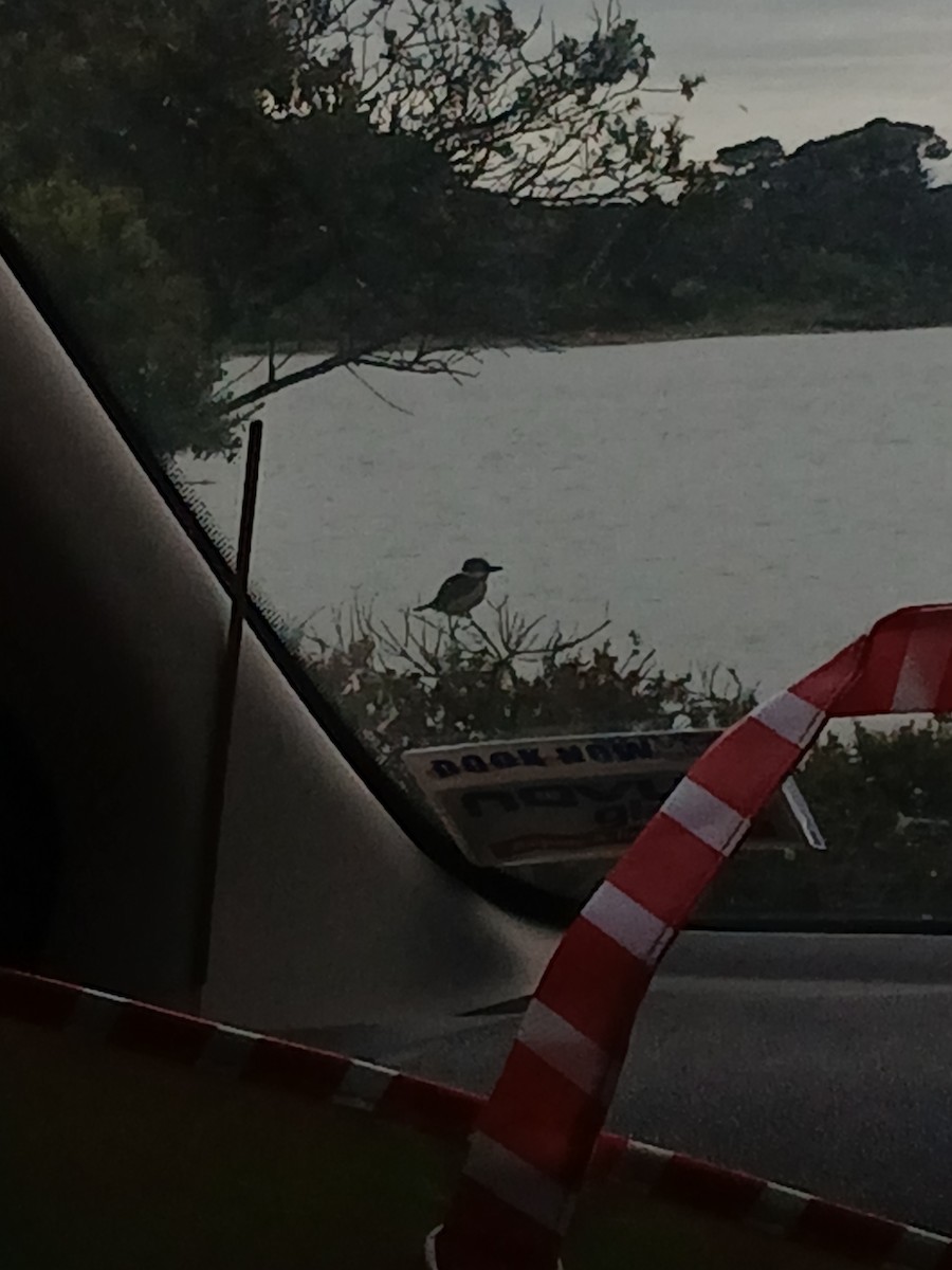 Sacred Kingfisher - ML647322999