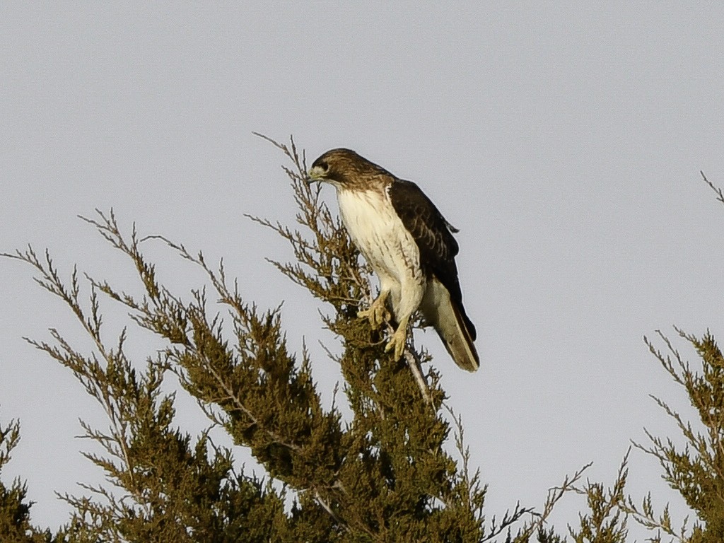 アカオノスリ - ML647323007