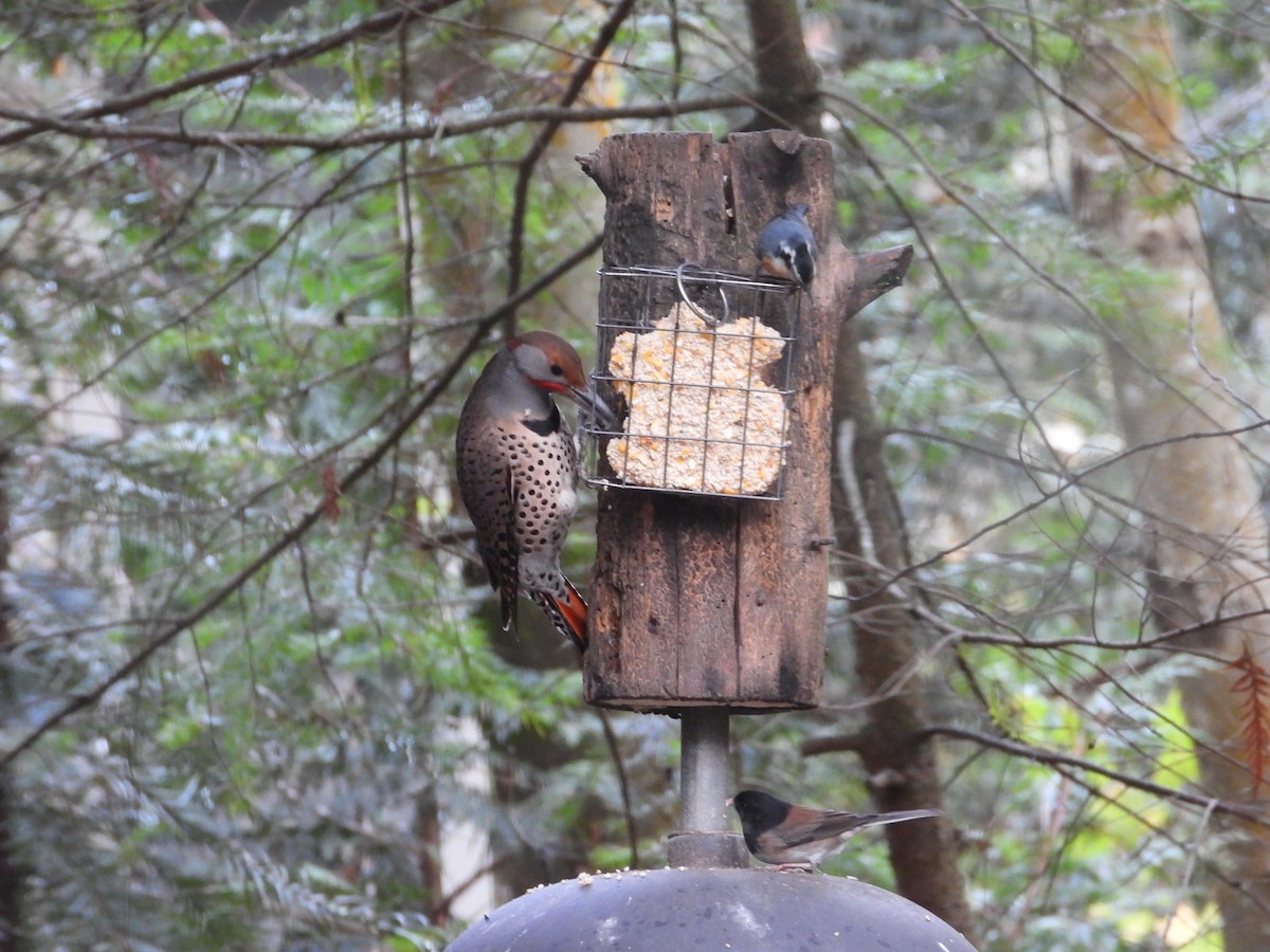 Northern Flicker (Red-shafted) - ML647323008