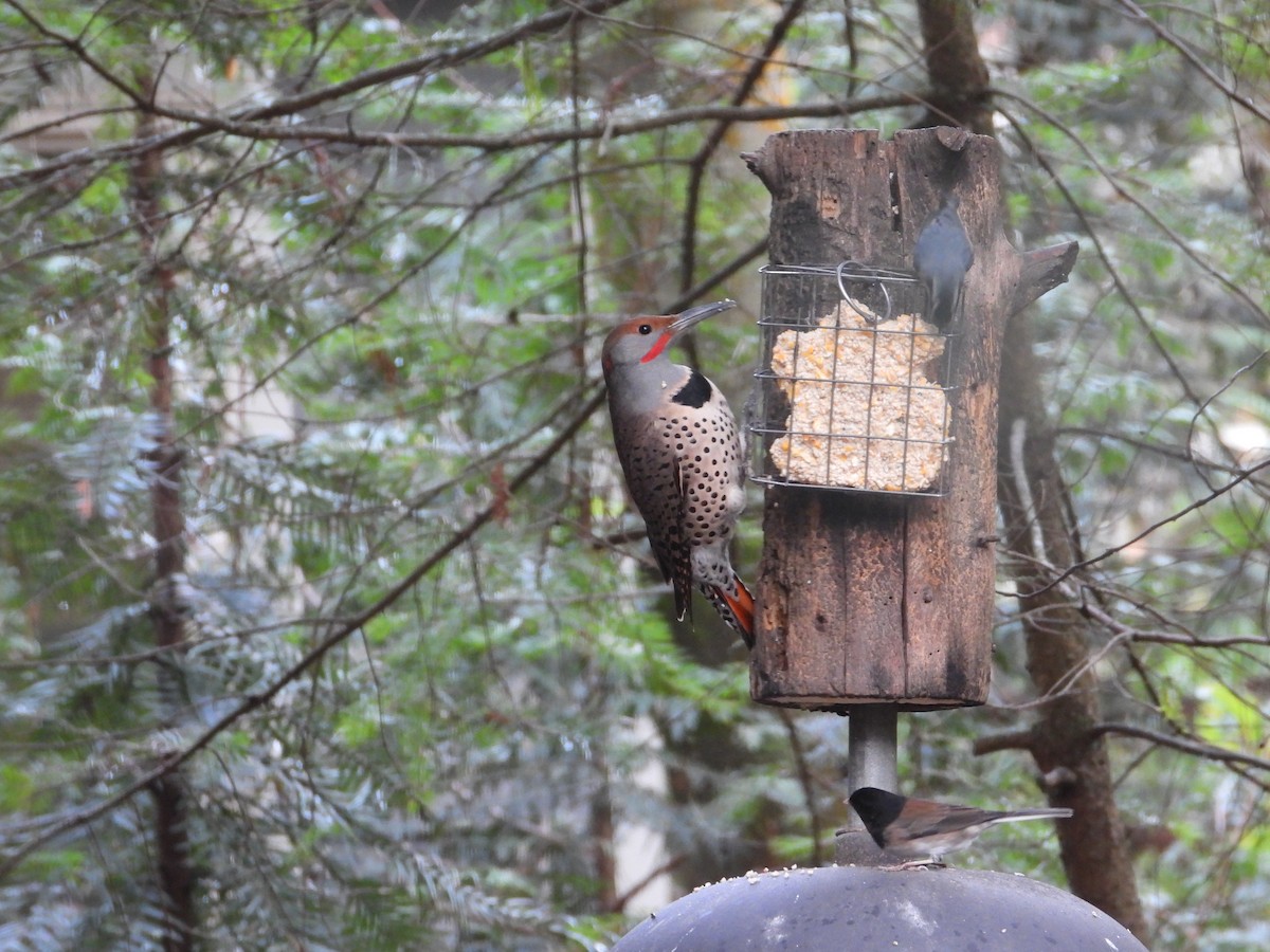 Northern Flicker (Red-shafted) - ML647323009
