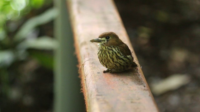 lenivka kopinatá - ML647323025