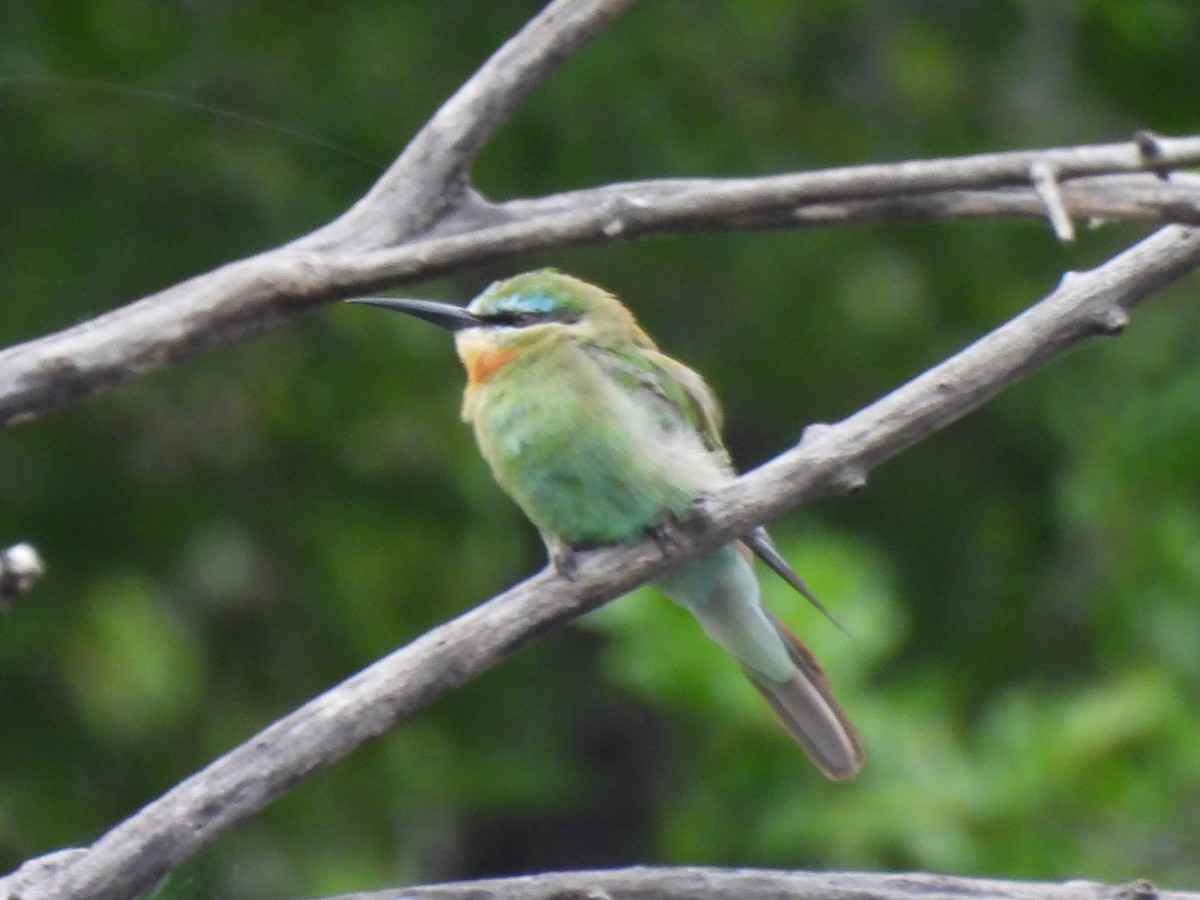 blåkinnbieter - ML647323030