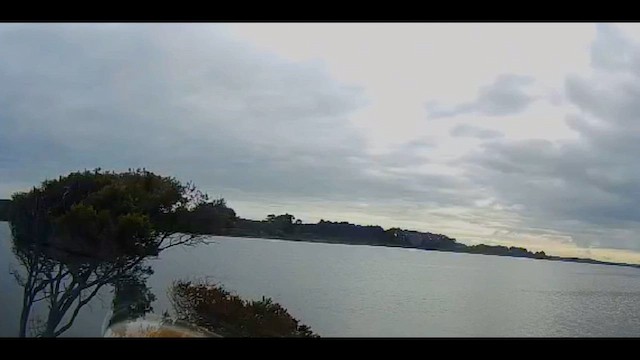 ledňáček posvátný - ML647323040