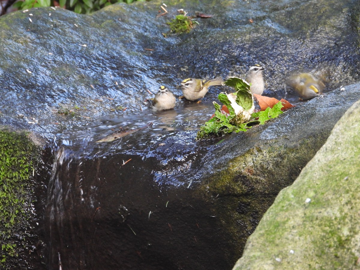 Golden-crowned Kinglet - ML647323049
