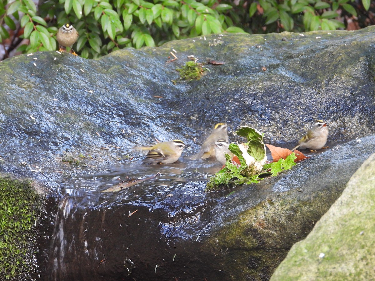 Golden-crowned Kinglet - ML647323051