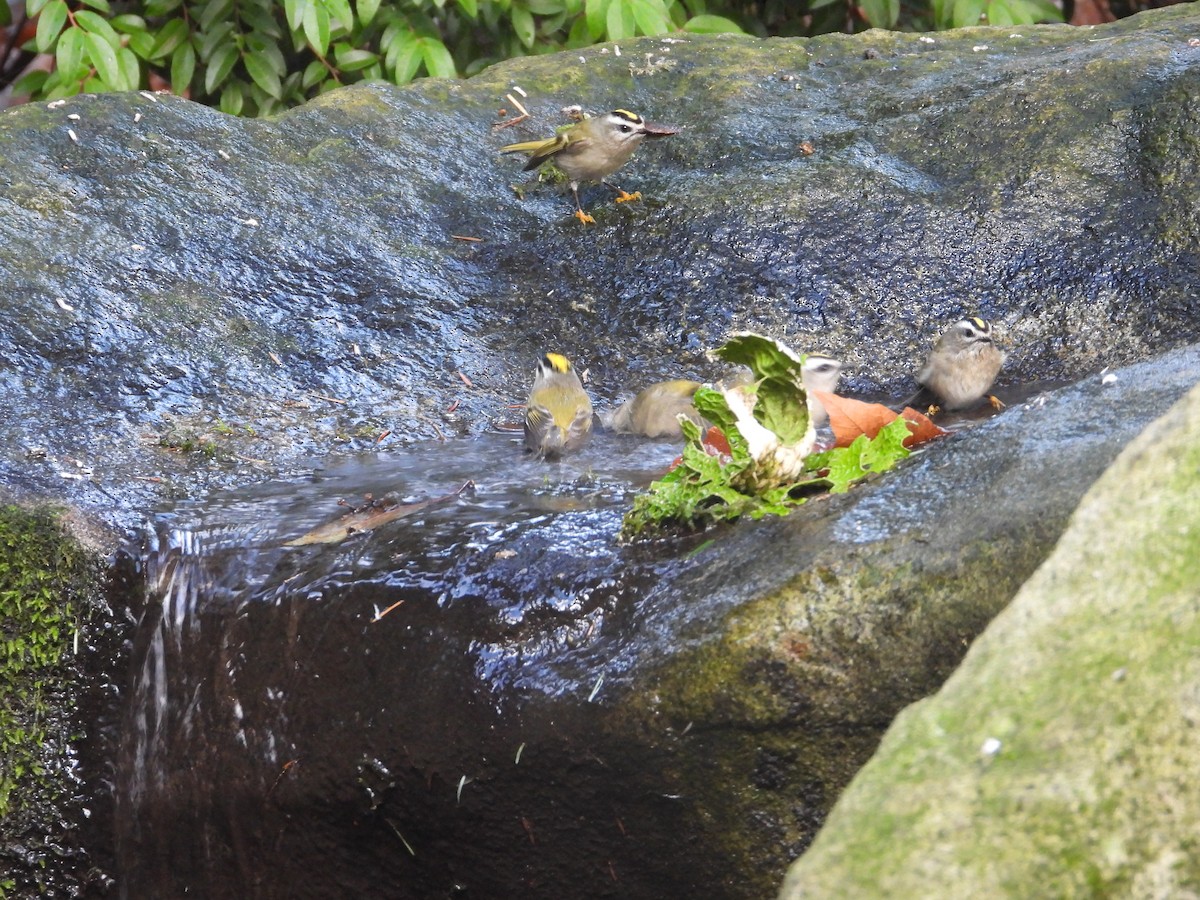 Golden-crowned Kinglet - ML647323052