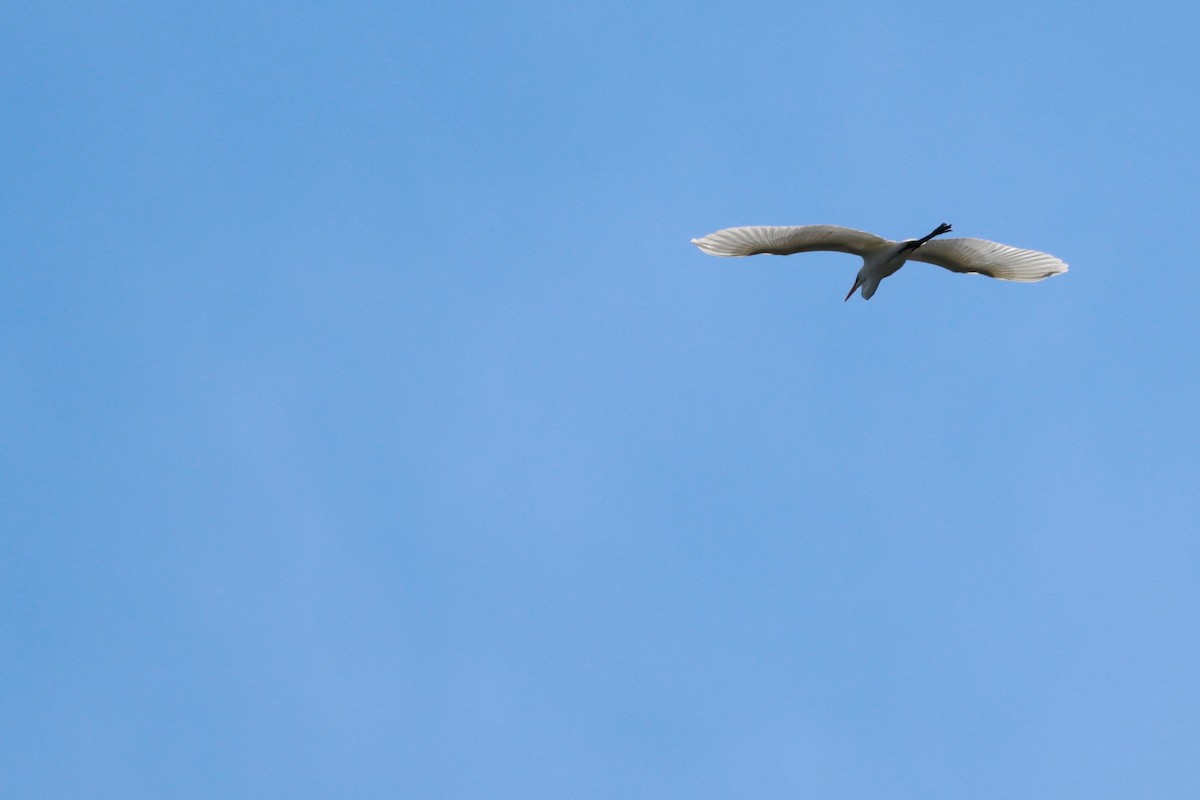 Silberreiher - ML647323075