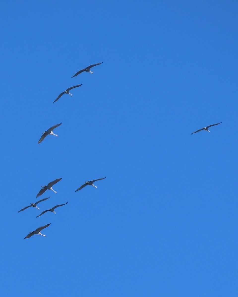 Kanada Turnası - ML647323077