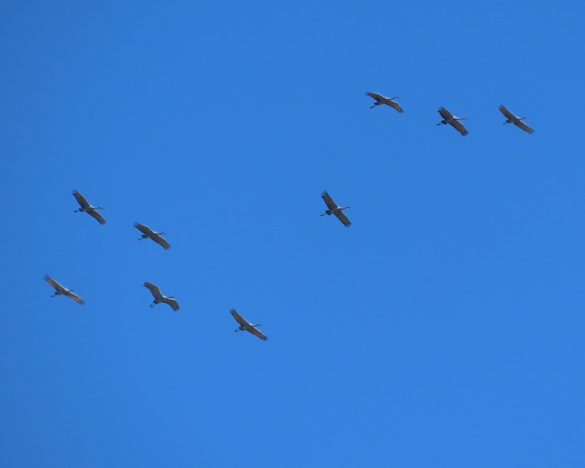 Kanada Turnası - ML647323080