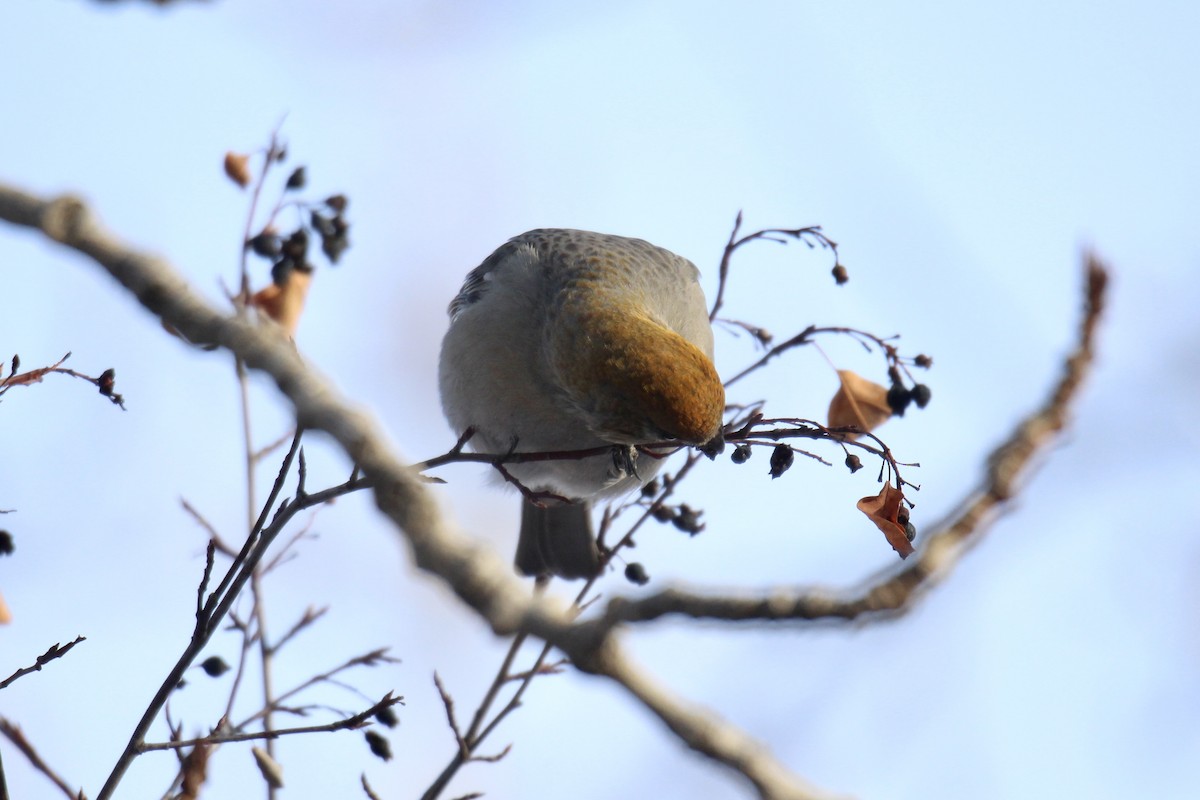 Pinu-gailupa - ML647323081