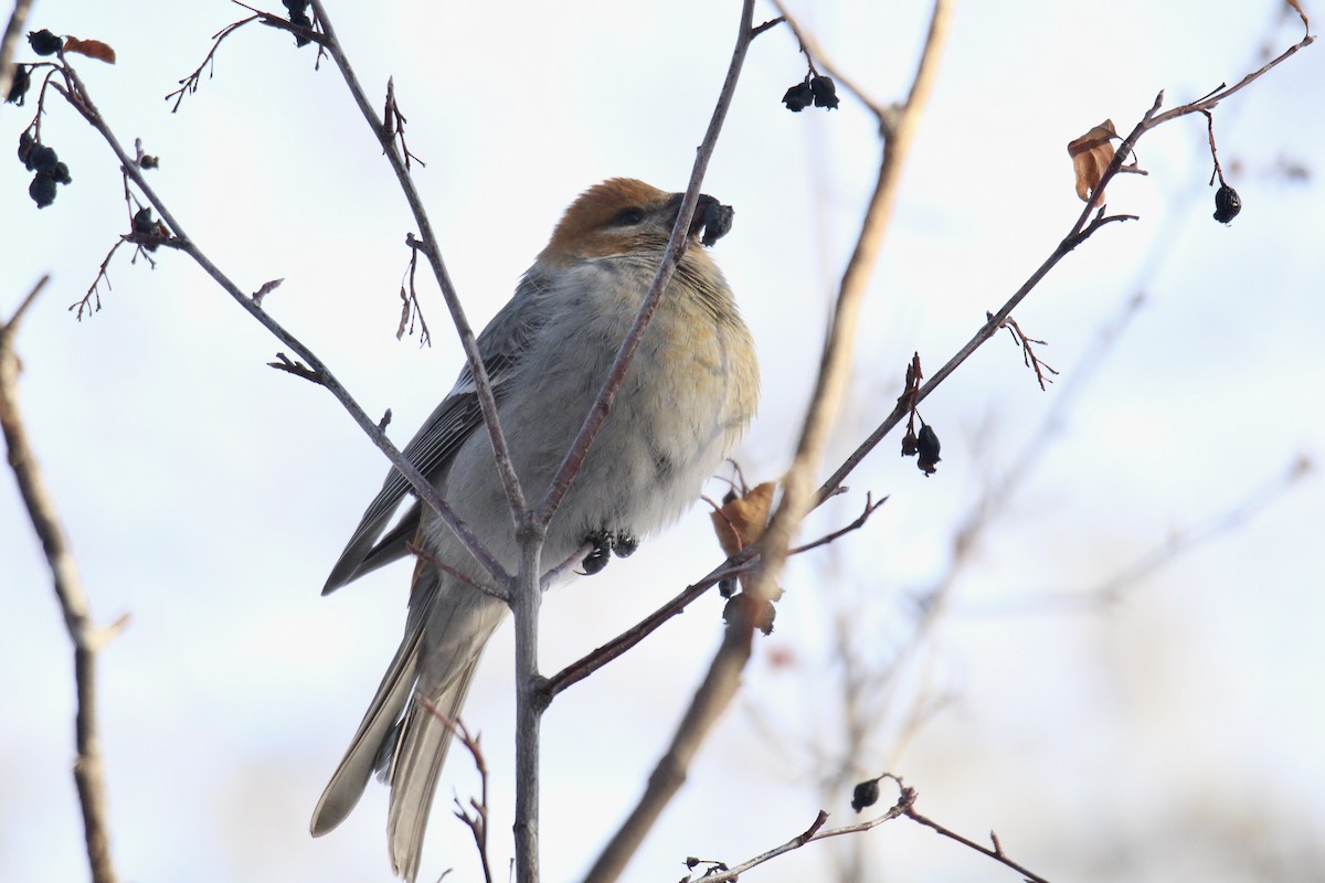 Pinu-gailupa - ML647323082