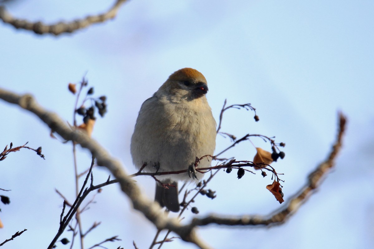 Pinu-gailupa - ML647323084