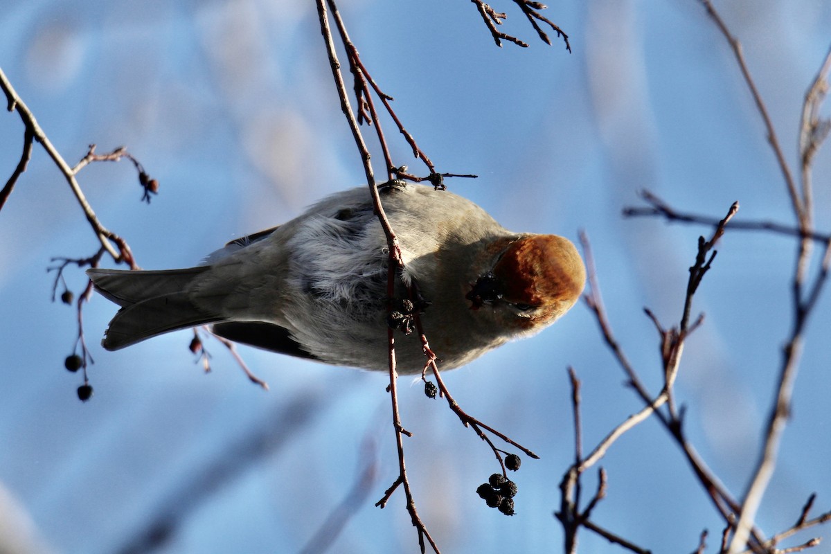 Pinu-gailupa - ML647323085