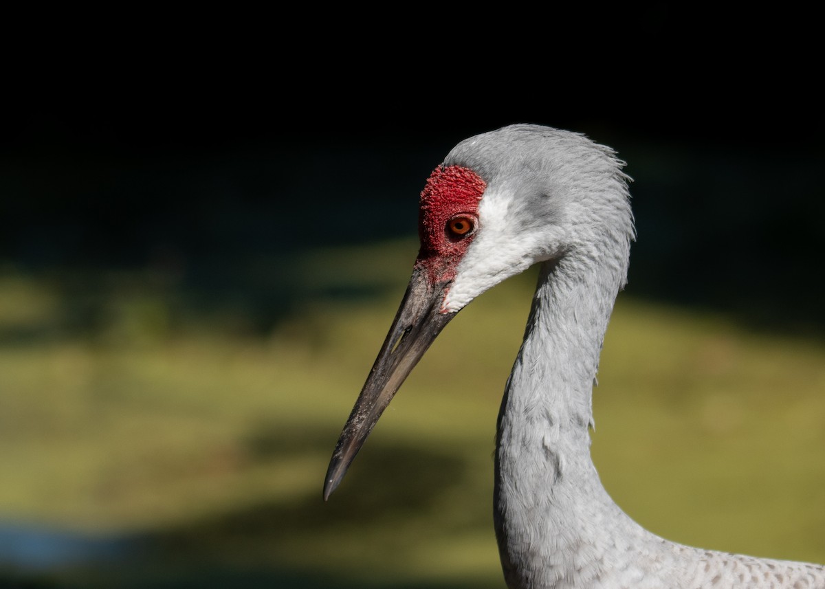 Kanada Turnası - ML647323092