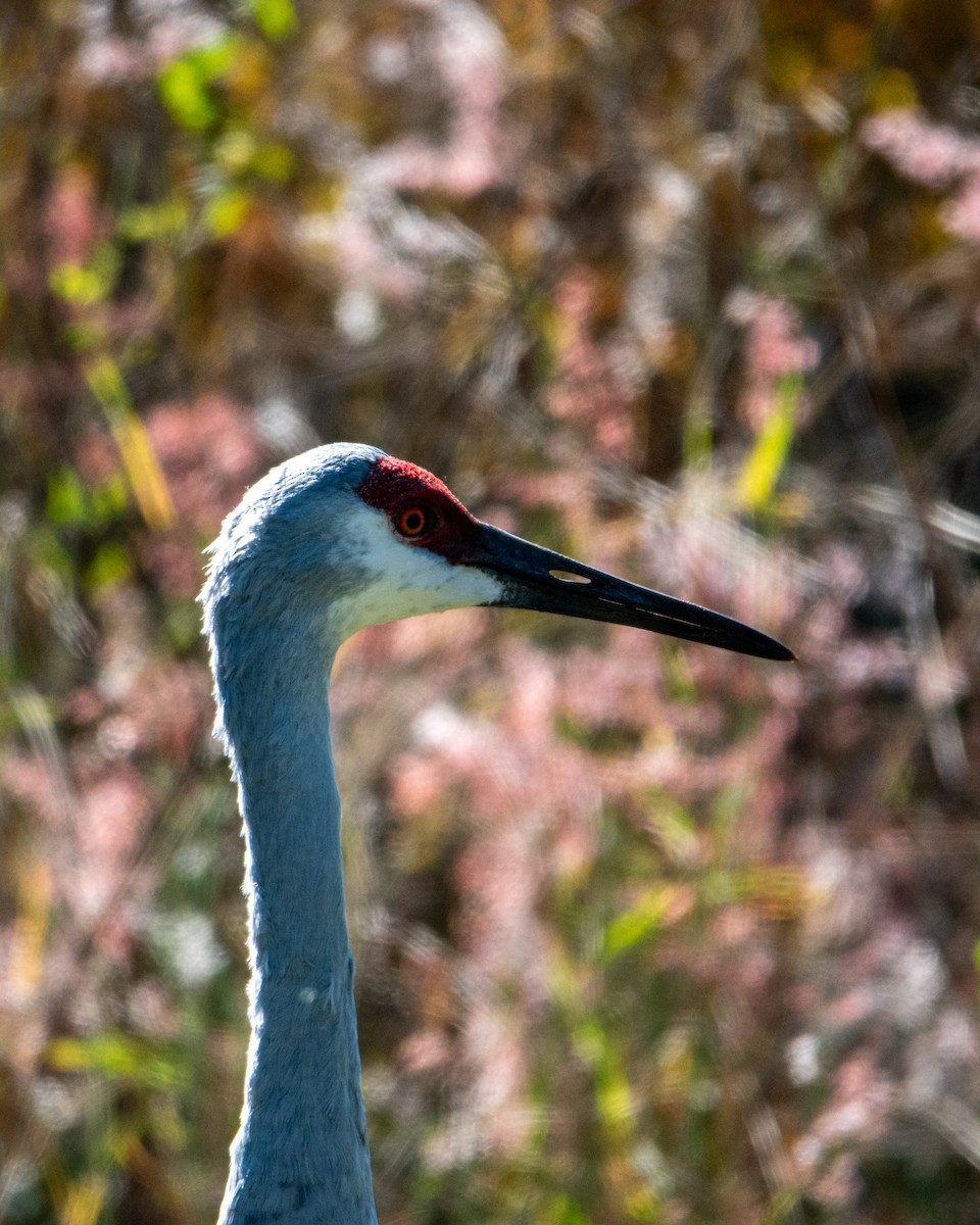 Kanada Turnası - ML647323093