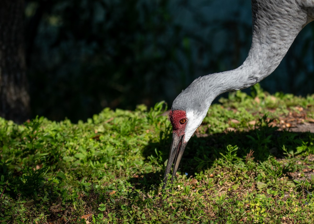 Kanada Turnası - ML647323094