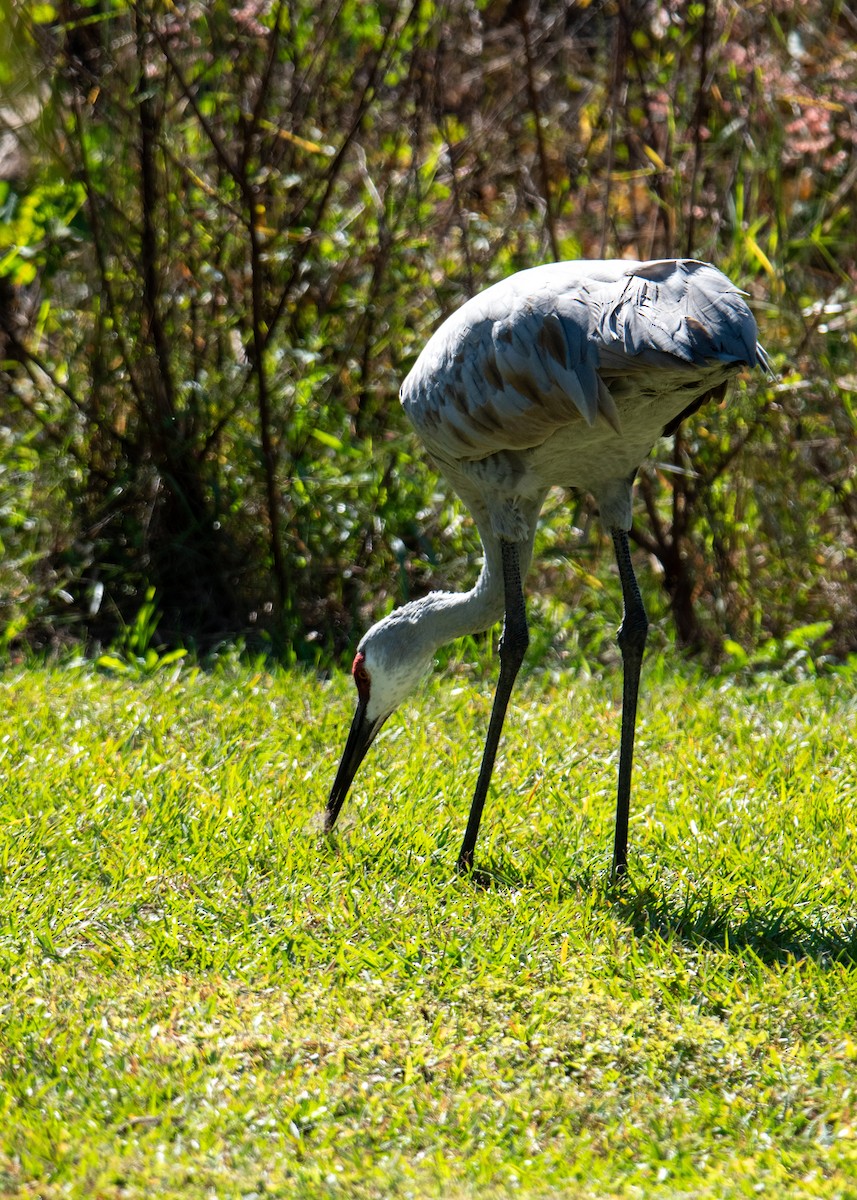 Kanada Turnası - ML647323095