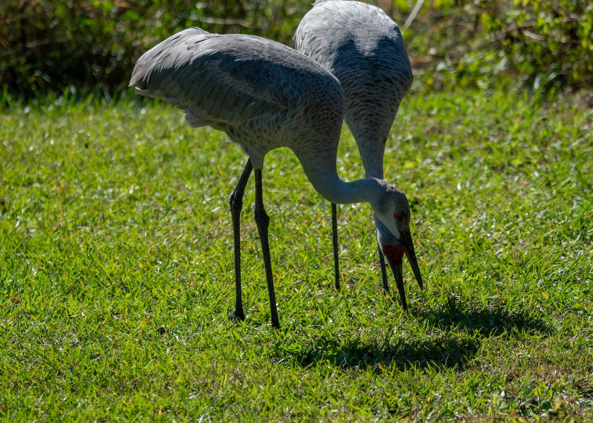 Kanada Turnası - ML647323096