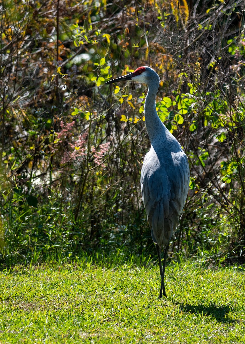 Kanada Turnası - ML647323097