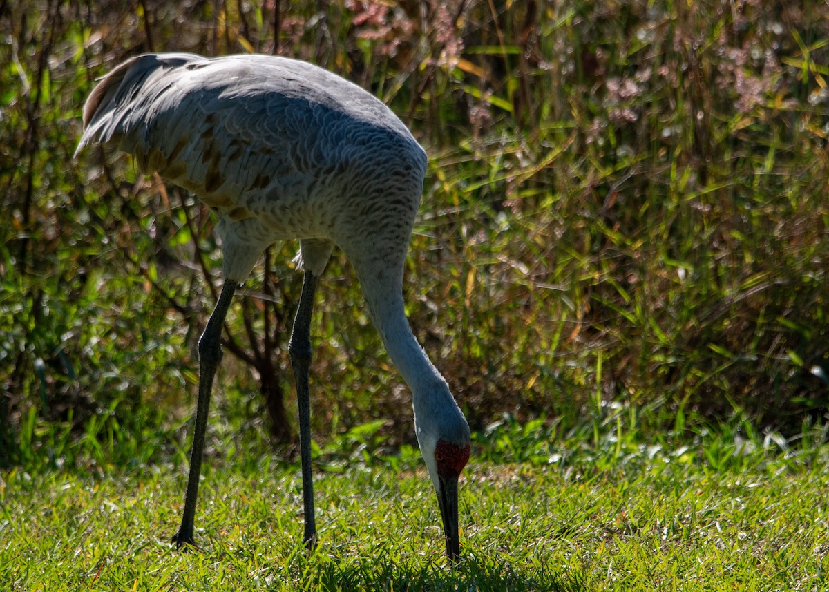 Kanada Turnası - ML647323098