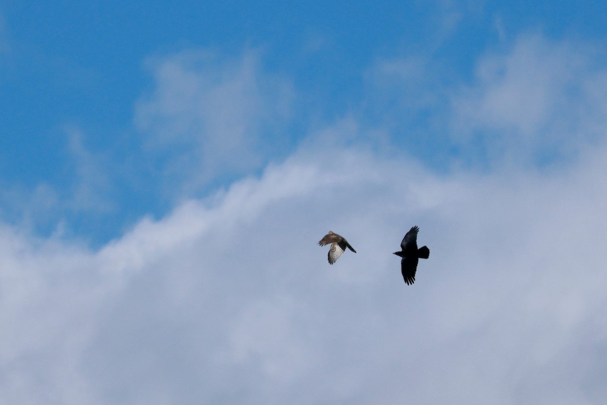 蒼鷹 - ML647323116