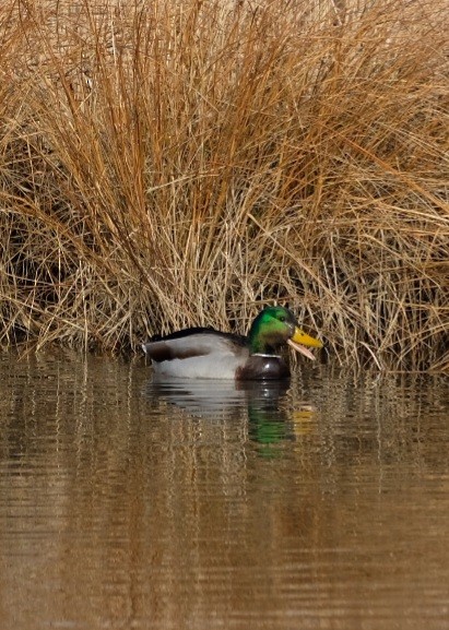 Mallard - ML647323117