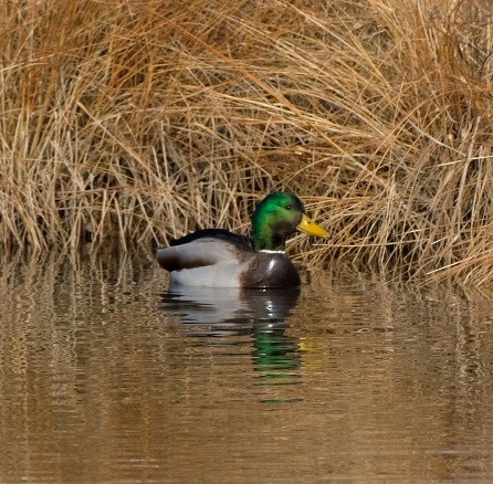 Mallard - ML647323118