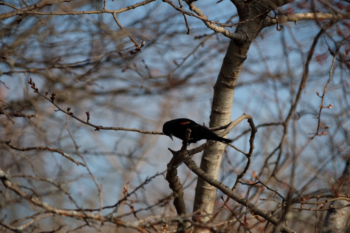 Red-winged Blackbird - ML647323119