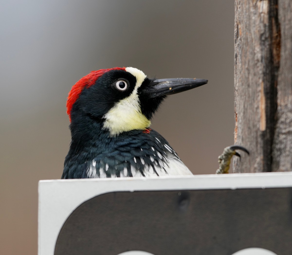 Acorn Woodpecker - ML647323126