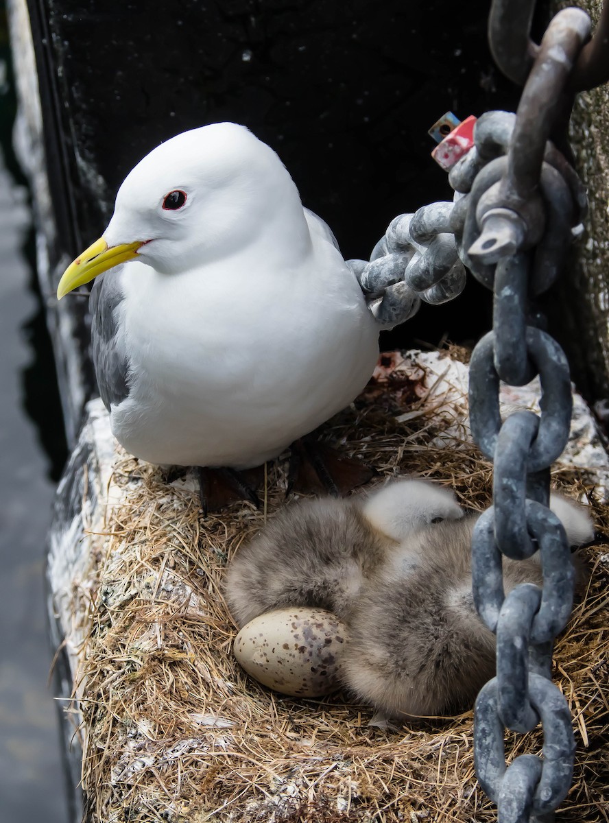 Black-legged Kittiwake - ML647323133