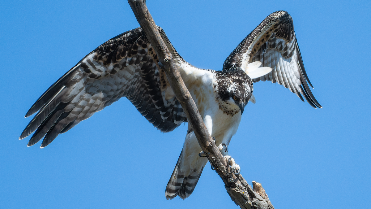 Osprey - ML647323152