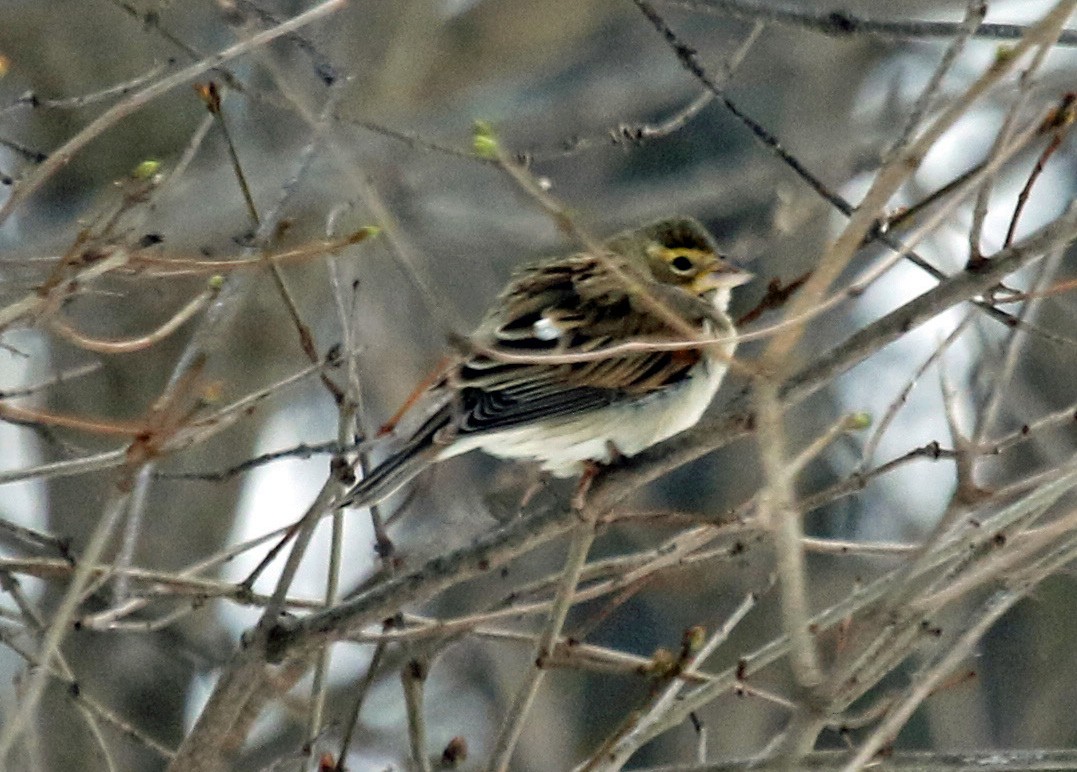 Dickcissel - ML647323157