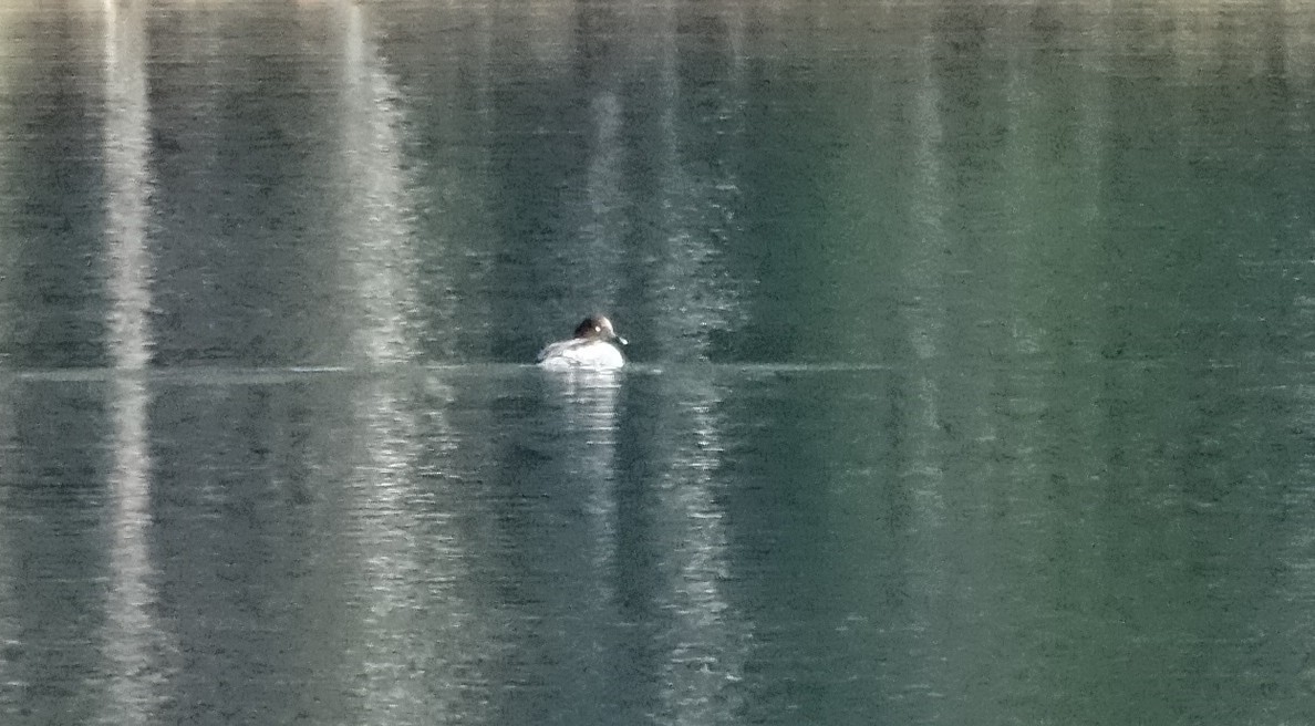 Schellente - ML647323162