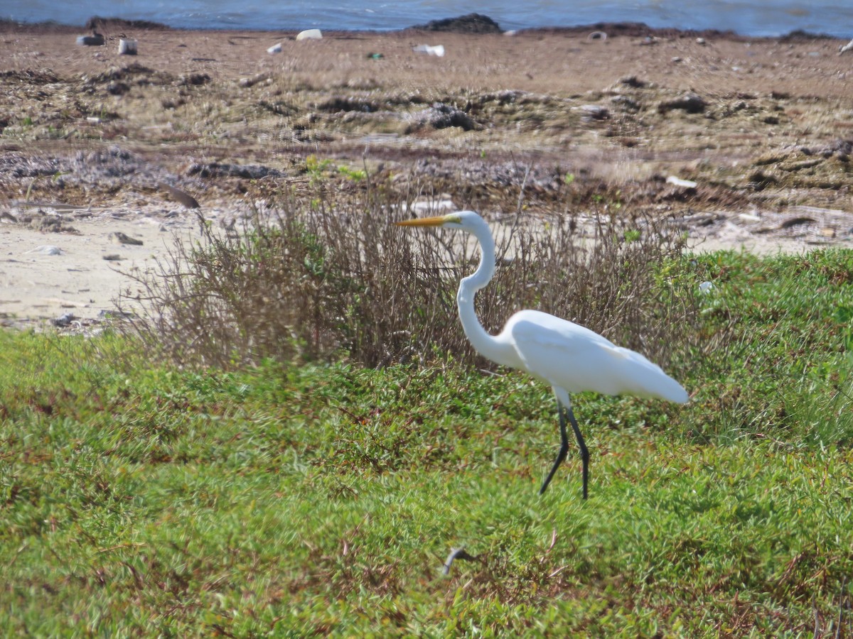 Great Egret - ML647323166