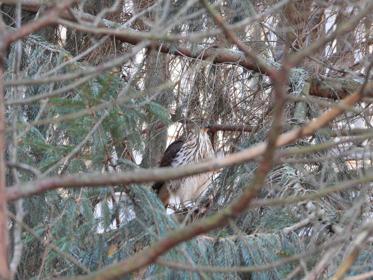 Cooper's Hawk - ML647323171