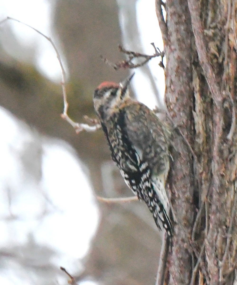 Yellow-bellied Sapsucker - ML647323174